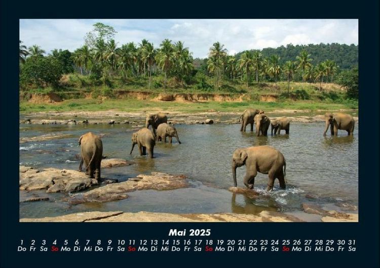 Produktbild: Tierkalender 2025 Fotokalender DIN A4