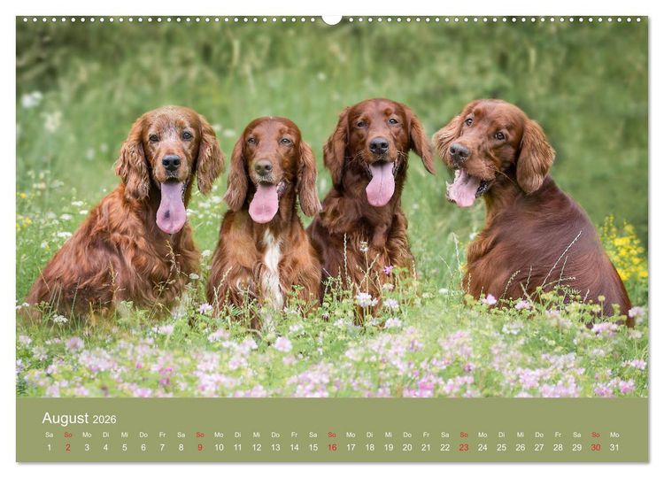 Produktbild: Setter - Geliebter Freund und Jagdkamerad (hochwertiger Premium Wandkalender 2026 DIN A2 quer), Kunstdruck in Hochglanz