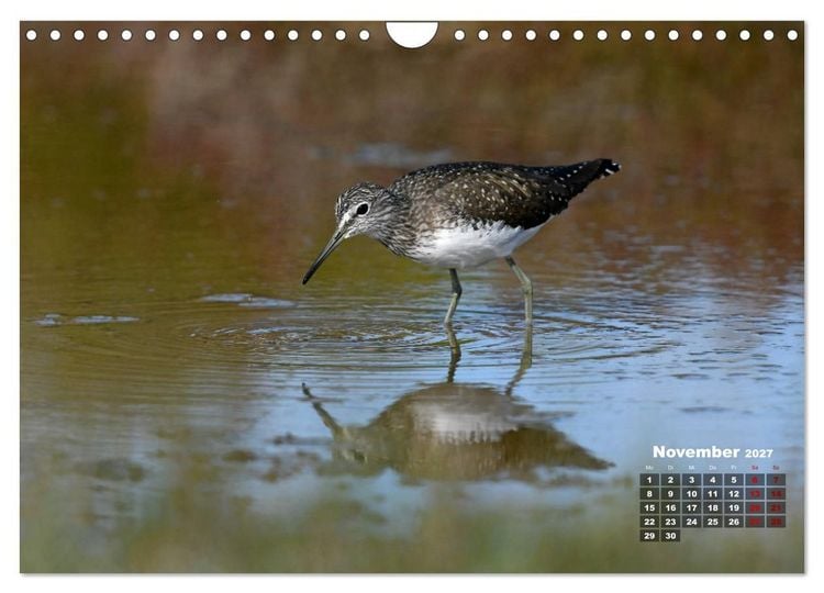 Produktbild: Limikolen - Watv&ouml;gel Europas (Wandkalender 2027 DIN A4 quer), CALVENDO Monatskalender