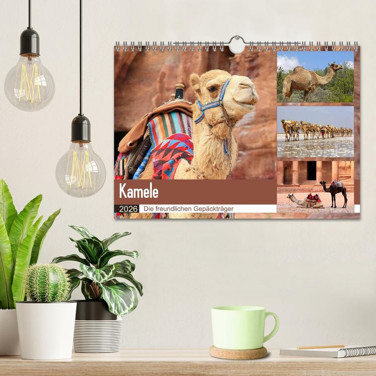 Produktbild: Kamele - Die freundlichen Gep&auml;cktr&auml;ger (Wandkalender 2026 DIN A4 quer), CALVENDO Monatskalender