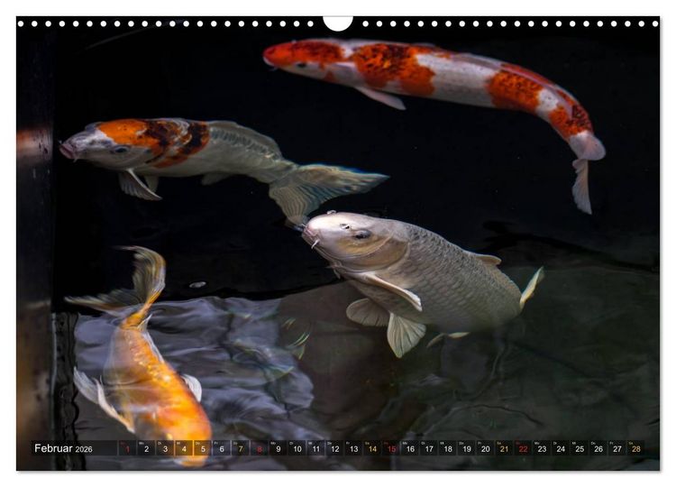 Produktbild: Nishikigoi &ndash; Koikarpfen in ihrer Welt (Wandkalender 2026 DIN A3 quer), CALVENDO Monatskalender
