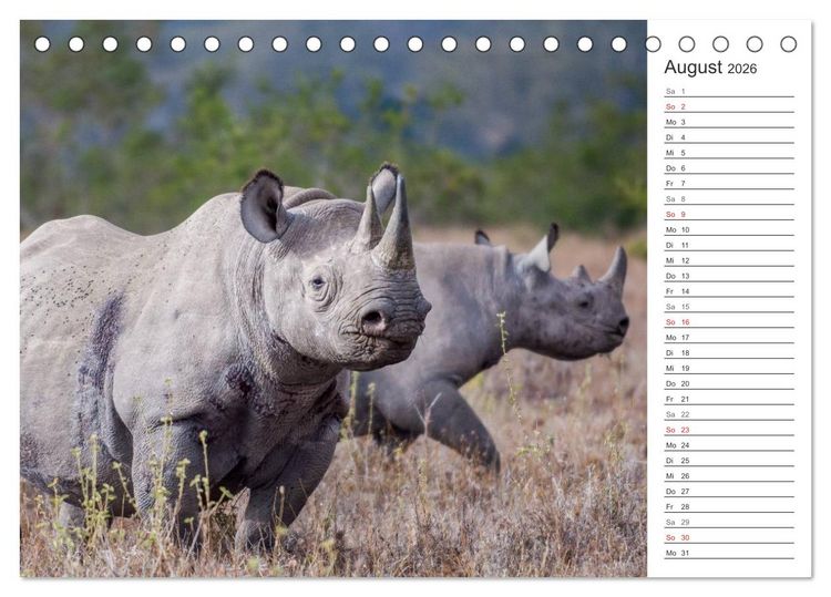 Produktbild: Emotionale Momente: Nash&ouml;rner (Tischkalender 2026 DIN A5 quer), CALVENDO Monatskalender