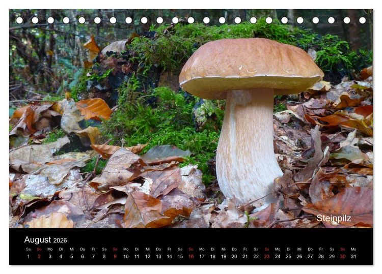 Produktbild: Pilzkalender (Tischkalender 2026 DIN A5 quer), CALVENDO Monatskalender