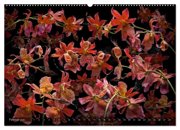 Produktbild: Orchidea (Wandkalender 2026 DIN A2 quer), CALVENDO Monatskalender