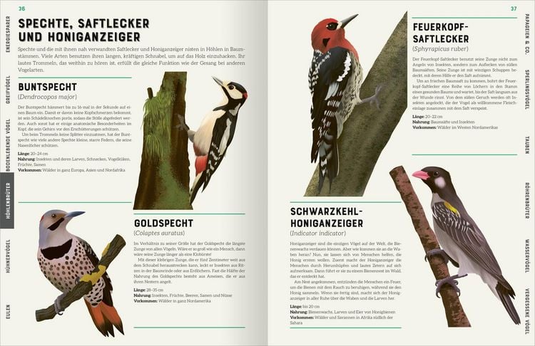 Produktbild: Das gro&szlig;e Lexikon der V&ouml;gel