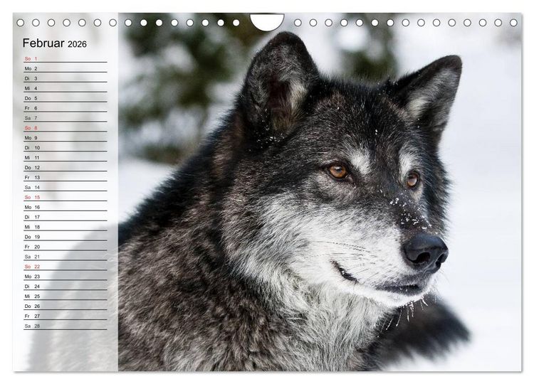 Produktbild: W&ouml;lfe. Graue Eminenzen (Wandkalender 2026 DIN A4 quer), CALVENDO Monatskalender