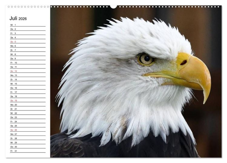 Produktbild: Wei&szlig;kopfseeadler. Symbol der Freiheit (hochwertiger Premium Wandkalender 2026 DIN A2 quer), Kunstdruck in Hochglanz