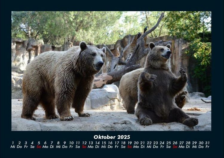 Produktbild: Tierkalender 2025 Fotokalender DIN A4