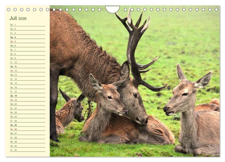 Produktbild: Begegnungen. DER HIRSCH (Wandkalender 2026 DIN A4 quer), CALVENDO Monatskalender