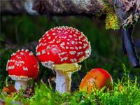 Produktbild: CALVENDO Puzzle Fliegenpilz (Amanita muscaria) 2000 Teile Lege-Gr&ouml;&szlig;e 900 x 670 cm Foto-Puzzle Bild von Peter Roder