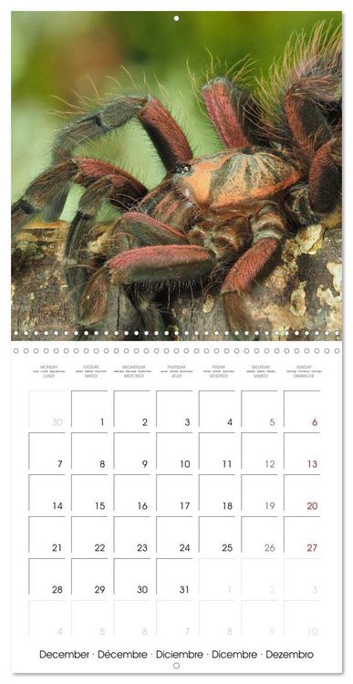 Produktbild: Spider synphony (Wall Calendar 2026 12 &times; 12 Inch) CALVENDO 12 Month Wall Calendar