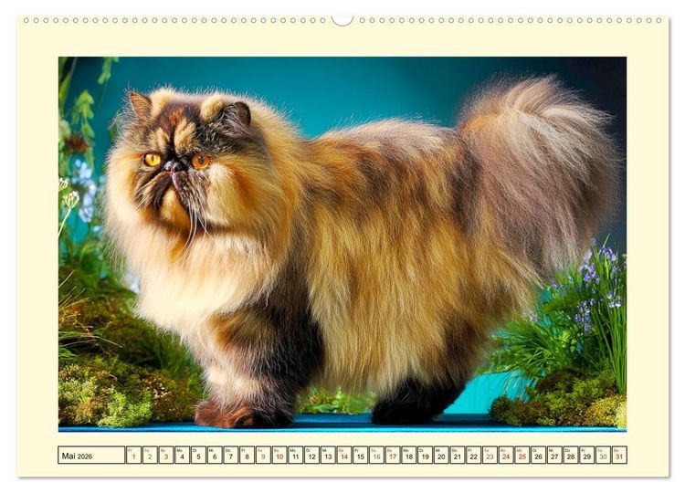 Produktbild: Perserkatzen. Zauberhaft, sanft, anh&auml;nglich und wundersch&ouml;n (hochwertiger Premium Wandkalender 2026 DIN A2 quer), Kunstdruck in Hochglanz