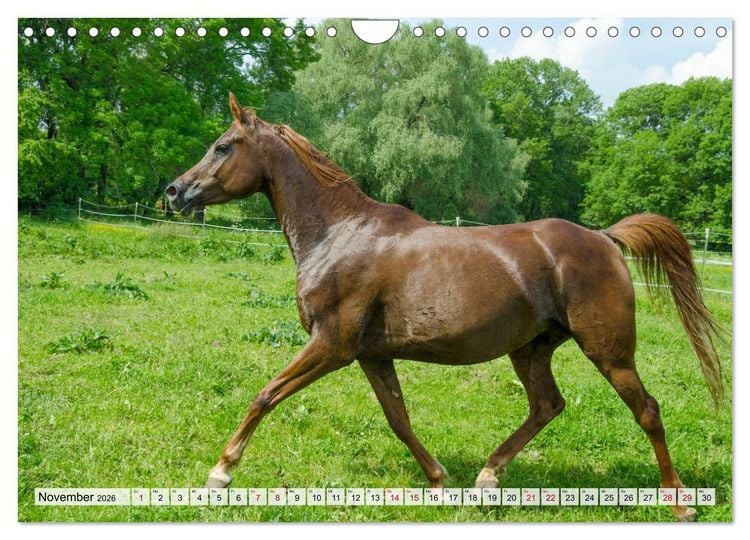 Produktbild: Edle Pferde - ausgelassen und unbeschwert (Wandkalender 2026 DIN A4 quer), CALVENDO Monatskalender