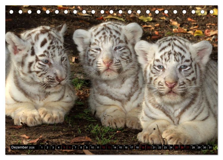 Produktbild: GROSSKATZEN GANZ KLEIN (Tischkalender 2026 DIN A5 quer), CALVENDO Monatskalender