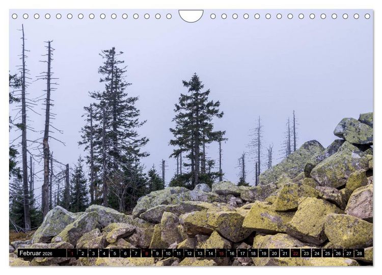 Produktbild: Zauberwelt Wald (Wandkalender 2026 DIN A4 quer), CALVENDO Monatskalender