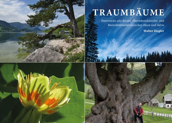 Produktbild: Traumb&auml;ume