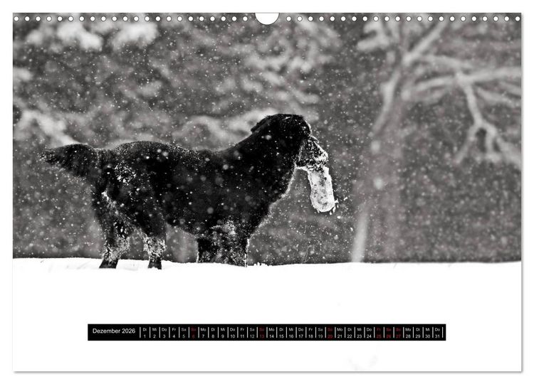 Produktbild: Flatcoated Retriever Black Edition (Wandkalender 2026 DIN A3 quer), CALVENDO Monatskalender