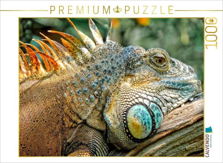 Produktbild: CALVENDO Puzzle Wundersch&ouml;ner Leguan | 1000 Teile Lege-Gr&ouml;&szlig;e 64x48cm Foto-Puzzle f&uuml;r gl&uuml;ckliche Stunden