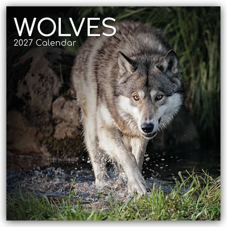 Produktbild: Wolves &ndash; W&ouml;lfe 2027 &ndash; 16-Monatskalender