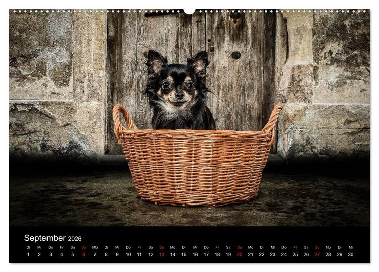 Produktbild: Chihuahuas - Cool and Cute (Wandkalender 2026 DIN A2 quer), CALVENDO Monatskalender