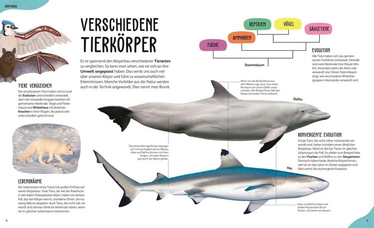 Produktbild: Anatomie der Tiere