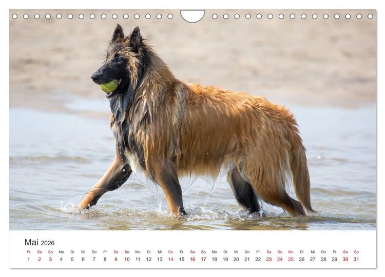 Produktbild: Freunde auf vier Pfoten am Strand (Wandkalender 2026 DIN A4 quer), CALVENDO Monatskalender