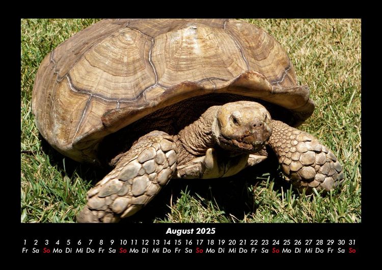 Produktbild: Schildkr&ouml;tenzauber 2025 Fotokalender DIN A3