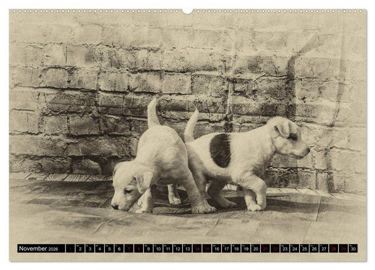 Produktbild: Parson Jack Russel Welpen (Wandkalender 2026 DIN A2 quer), CALVENDO Monatskalender