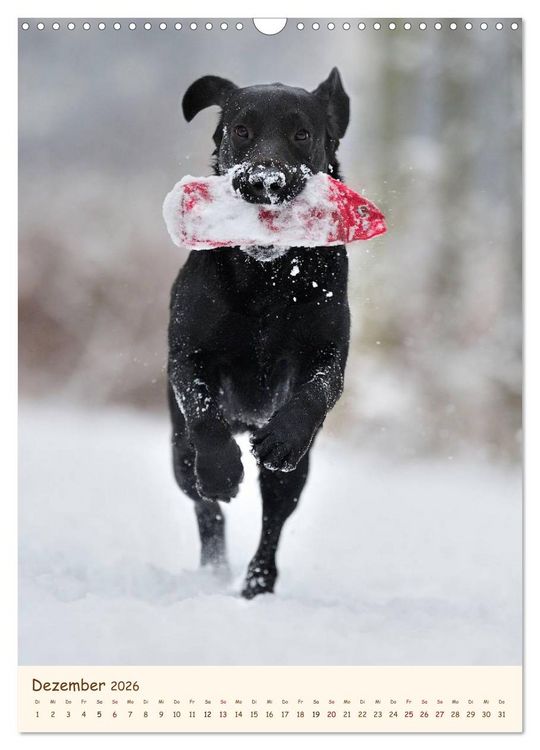 Produktbild: Labrador Retriever (Wandkalender 2026 DIN A3 hoch), CALVENDO Monatskalender
