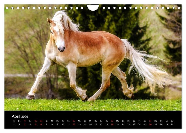 Produktbild: Pferde Tr&auml;ume (Wandkalender 2026 DIN A4 quer), CALVENDO Monatskalender