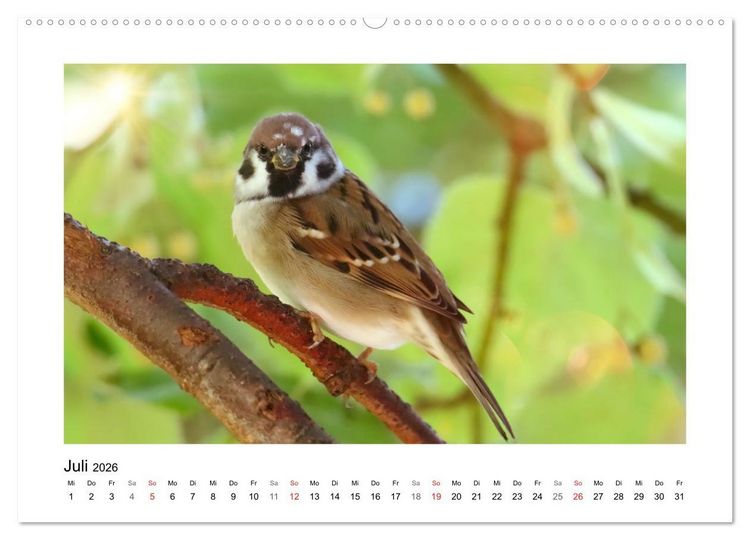 Produktbild: Gefiederte Garteng&auml;ste, Spatzenleben (hochwertiger Premium Wandkalender 2026 DIN A2 quer), Kunstdruck in Hochglanz