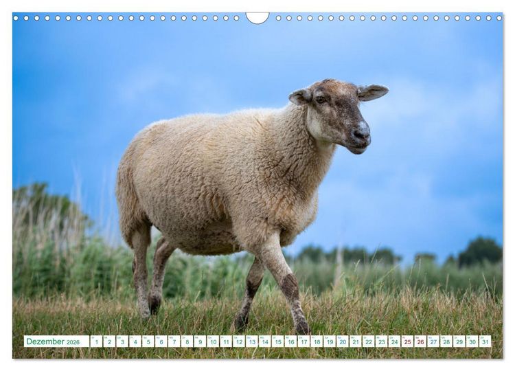 Produktbild: Schillig und Horumersiel - Im Wangerland unterwegs (Wandkalender 2026 DIN A3 quer), CALVENDO Monatskalender