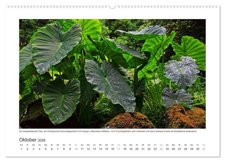 Produktbild: Azoren-Insel Flores - Farbtupfer auf einem erloschenen Vulkan Portugals (Wandkalender 2026 DIN A2 quer), CALVENDO Monatskalender