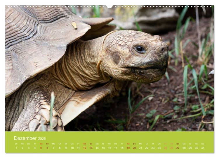 Produktbild: Meine Schildkr&ouml;ten (Wandkalender 2026 DIN A2 quer), CALVENDO Monatskalender