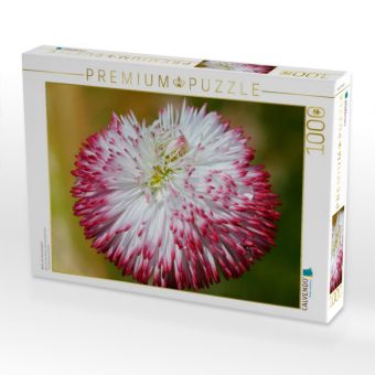 Produktbild: CALVENDO Puzzle Bellis mit Wassertropfen | 1000 Teile Lege-Gr&ouml;&szlig;e 64x48cm Foto-Puzzle f&uuml;r gl&uuml;ckliche Stunden