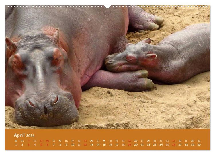 Produktbild: Auge in Auge mit den Tieren Afrikas (hochwertiger Premium Wandkalender 2026 DIN A2 quer), Kunstdruck in Hochglanz