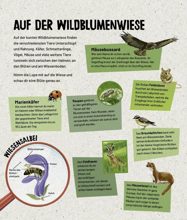 Produktbild: Mein Lupenbuch Tiere und Pflanzen