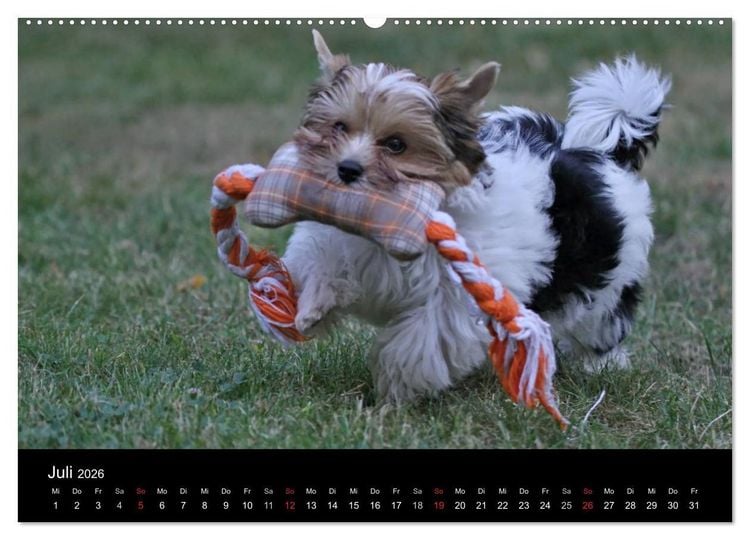 Produktbild: Mit dem Yorki durch das Jahr 2026 (Wandkalender 2026 DIN A2 quer), CALVENDO Monatskalender
