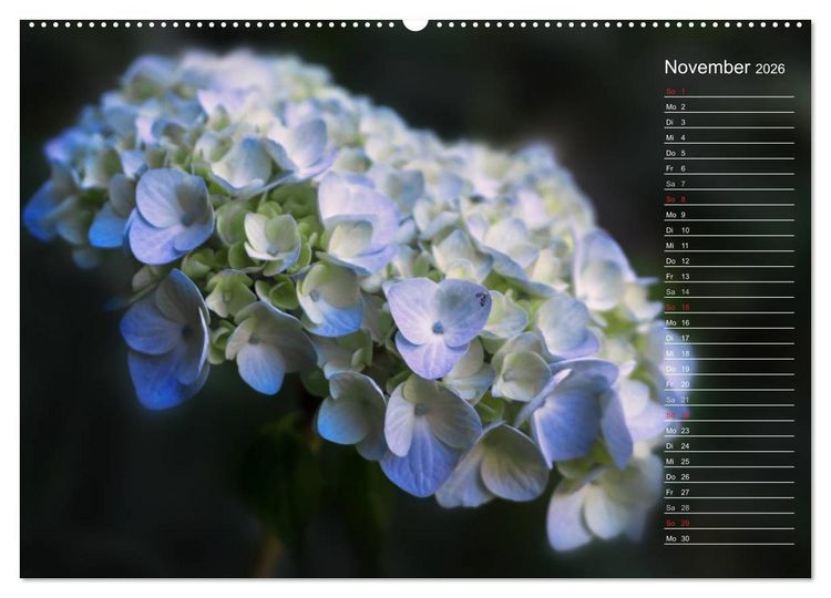 Produktbild: Die Hortensie und ihre vielen Gesichter (hochwertiger Premium Wandkalender 2026 DIN A2 quer), Kunstdruck in Hochglanz