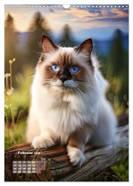 Produktbild: Pfotenabenteuer - Ragdolls in der Natur (Wandkalender 2026 DIN A3 hoch), CALVENDO Monatskalender