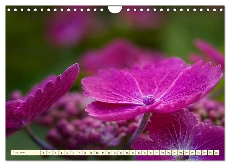Produktbild: Hortensientr&auml;ume (Wandkalender 2026 DIN A4 quer), CALVENDO Monatskalender