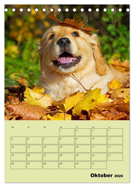 Produktbild: Jahresplaner Golden Retriever (Tischkalender 2026 DIN A5 hoch), CALVENDO Monatskalender