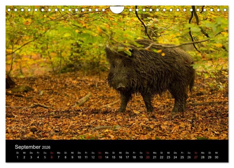 Produktbild: Wilde Wutzen. Das heimische Wildschwein (Wandkalender 2026 DIN A4 quer), CALVENDO Monatskalender