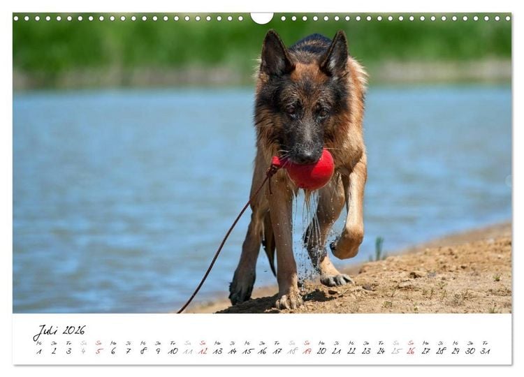 Produktbild: Sch&auml;ferhunde Seelenhunde (Wandkalender 2026 DIN A3 quer), CALVENDO Monatskalender