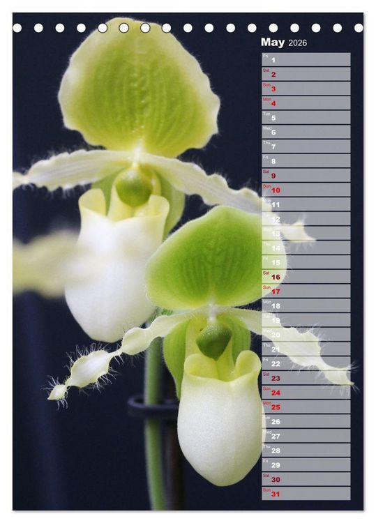 Produktbild: Kruse, G: Orchids - Infinite Variety (Desk Calendar 2026 DIN