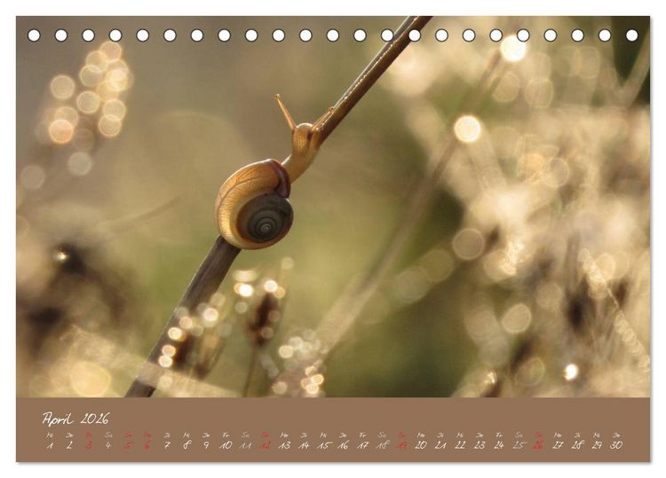 Produktbild: Schneckchen (Tischkalender 2026 DIN A5 quer), CALVENDO Monatskalender