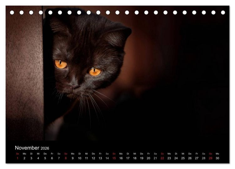 Produktbild: Schokoladige Britisch Kurzhaar Katzen (Tischkalender 2026 DIN A5 quer), CALVENDO Monatskalender