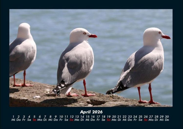 Produktbild: Tiere in der Wildnis 2026 Fotokalender DIN A4