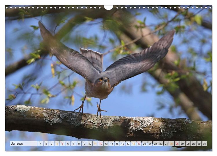 Produktbild: Spitze Krallen und scharfer Blick - Verhalten Sperber (Wandkalender 2026 DIN A3 quer), CALVENDO Monatskalender