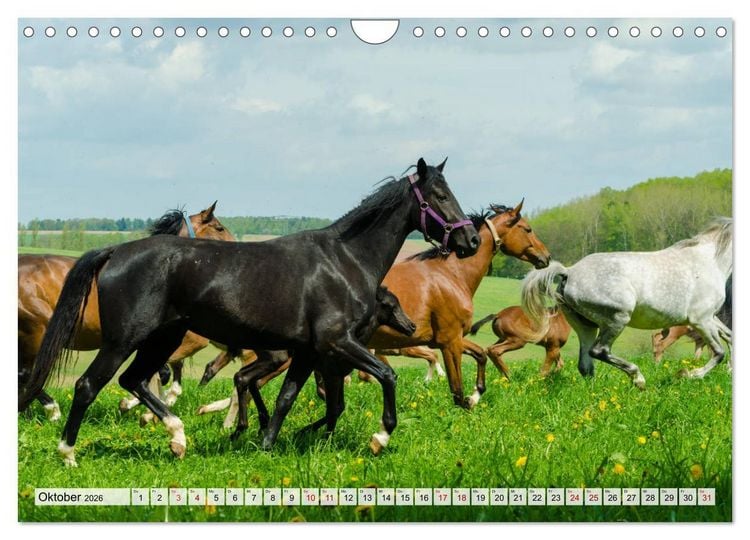 Produktbild: Edle Pferde - ausgelassen und unbeschwert (Wandkalender 2026 DIN A4 quer), CALVENDO Monatskalender